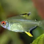 Lemon Tetra