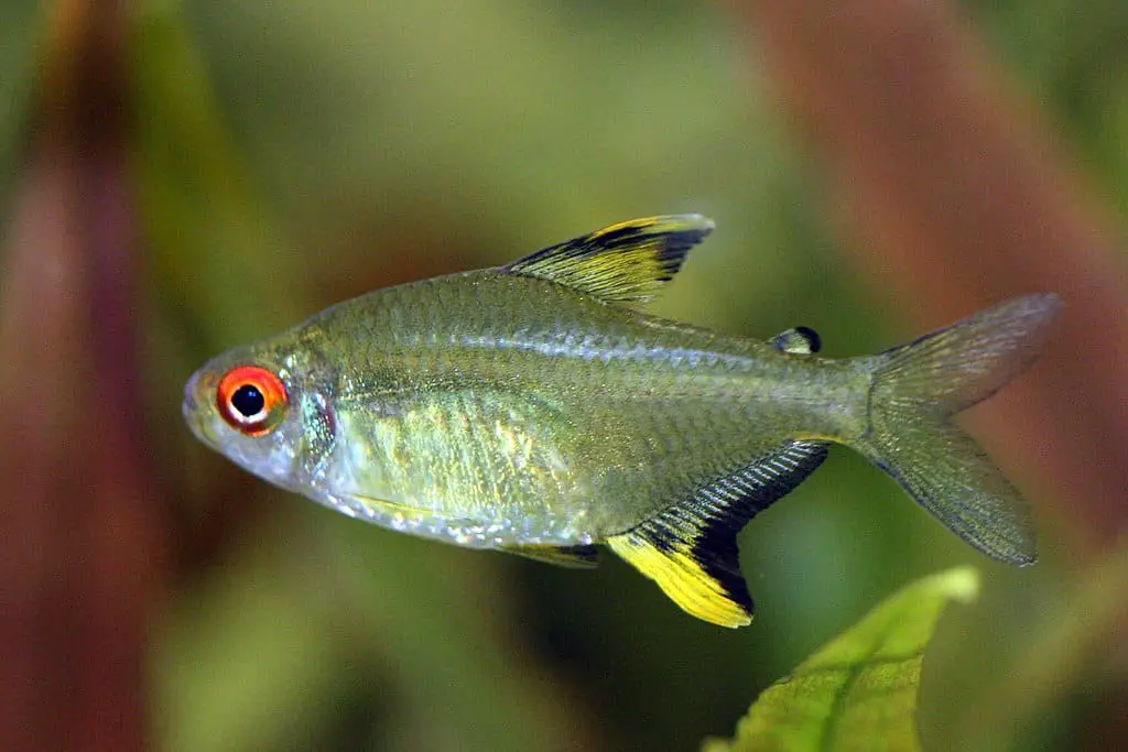 albino lemon tetra