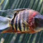 Severum Cichlid Heros Efasciatus