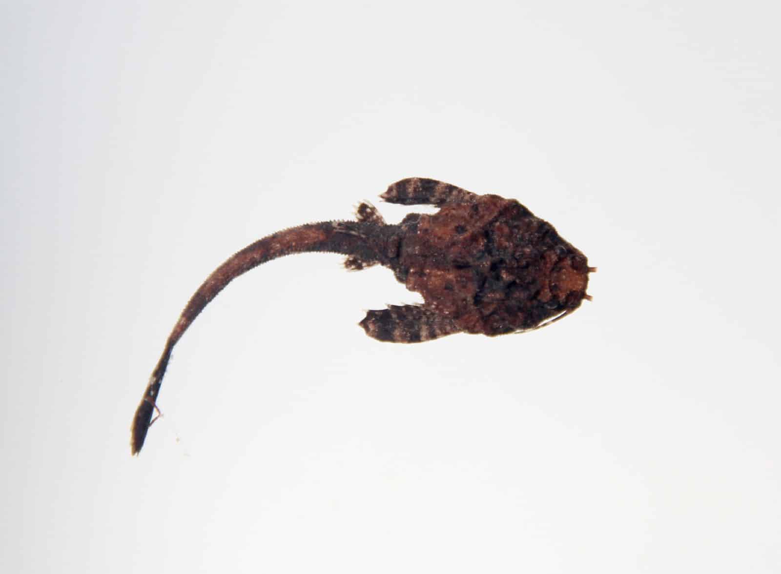 Banjo Catfish 101 Care, Diet, Tank Size, Tank Mates & More Aquarium Part