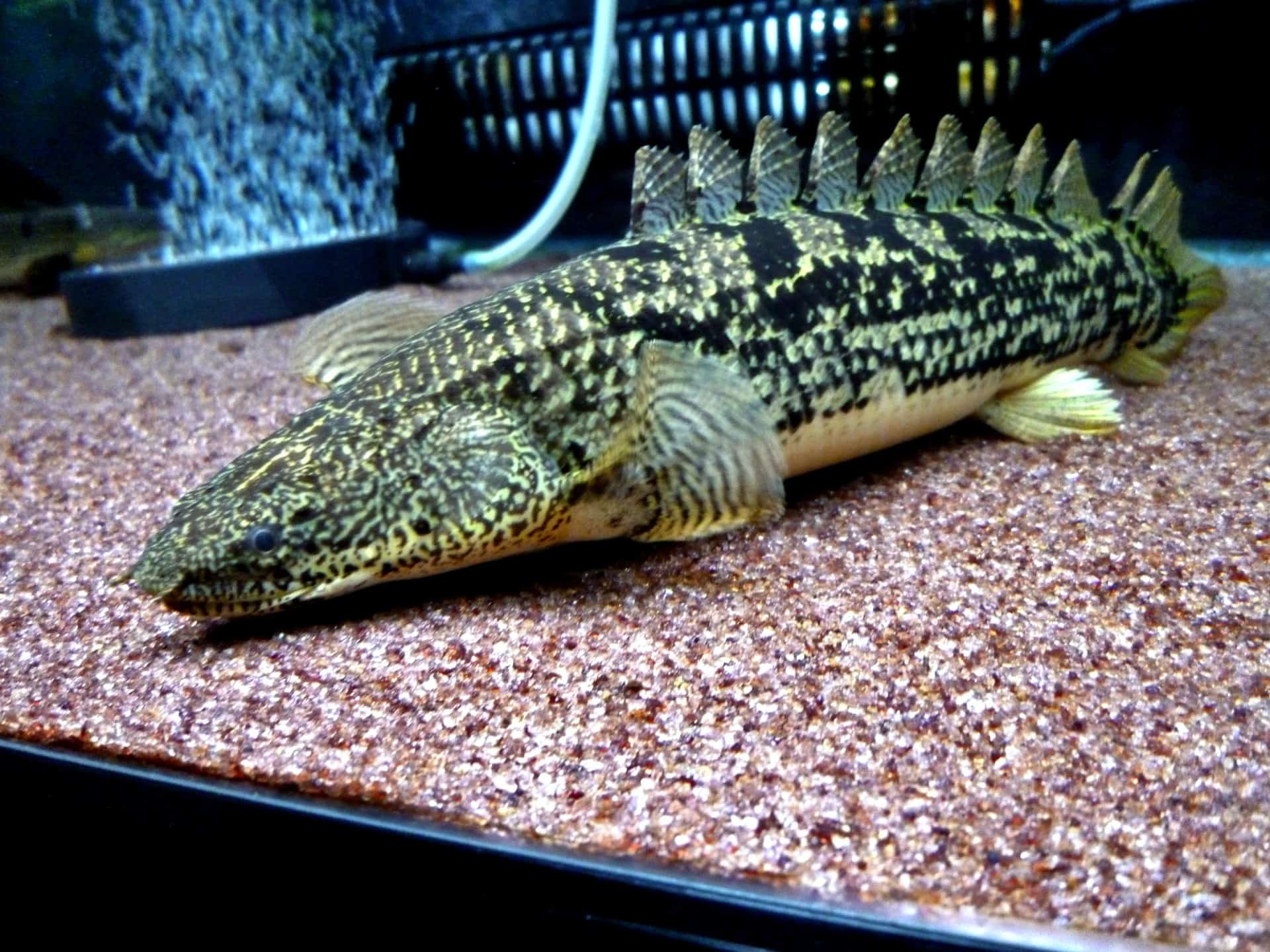 ornate bichir in aquarium