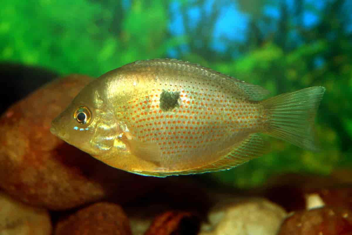 Keyhole cichlid care best sale