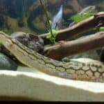 Tire-Track Eel 101: Care, Diet, Tank Size, Tank Mates & More