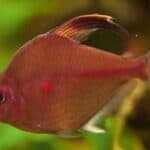 Bleeding Heart Tetra