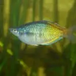 Boeseman's Rainbowfish 101: Care, Diet, Tank Size, Tank Mates & More