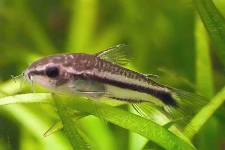 Dwarf Corydoras 101: Care, Diet, Tank Size, Tank Mates, & More