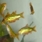 Gold Barb in Aquarium