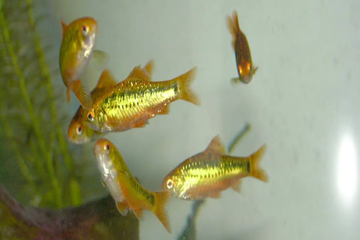 Gold Barb 101: Care, Diet, Tank Size, Tank Mates, & More