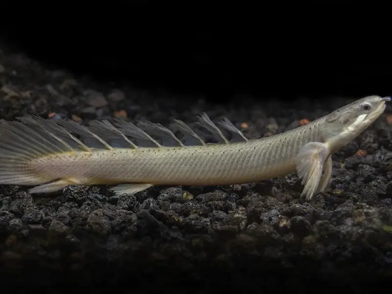 Polypterus shop senegalus care