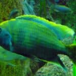 Venustus Cichlid Swimming