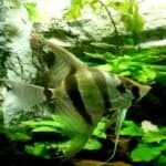 Altum Angelfish 101: Care, Diet, Tank Size, Tank Mates, & More