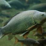 Common Carp in a Aquarium