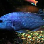 Electric Blue Cichlid 101: Care, Diet, Tank Size, Tank Mates, & More