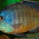 Red Empress Cichlid 101: Care, Diet, Tank Size, Tank Mates & More