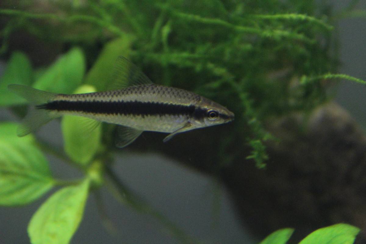 Black hotsell algae eater