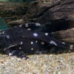 Spotted Raphael Catfish in Aquarium