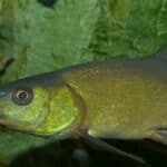 Tench Fish