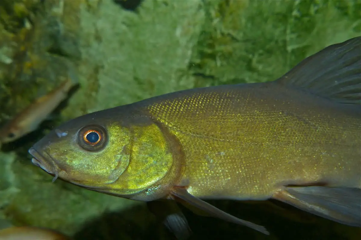 Tench 101: Care, Diet, Tank Size, Tank Mates & More