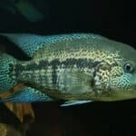 Wolf Cichlid Swimming