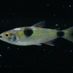 Bucktooth Tetra Swimming