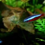 Cardinal Tetra Swimming