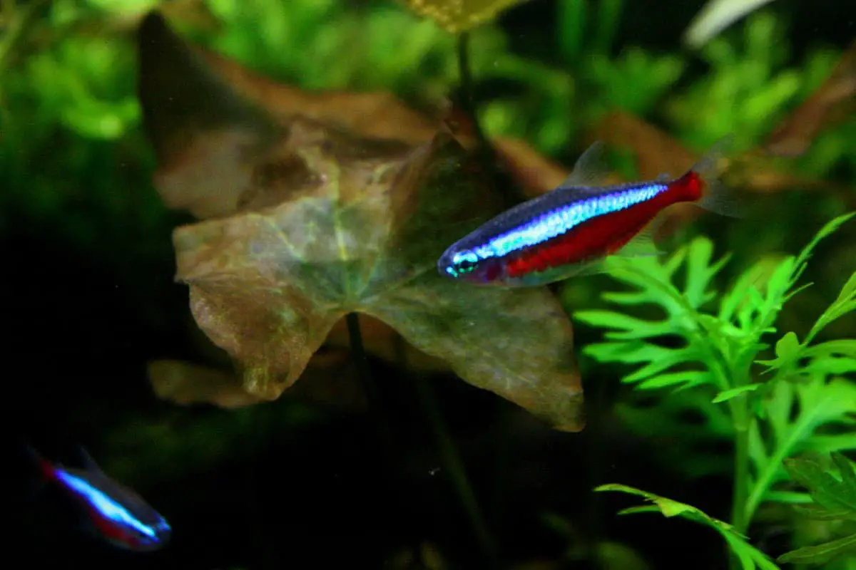 cardinal tetra male female differences