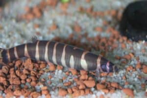 Coolie Loach 101: Care, Diet, Tank Size, Tank Mates, & More