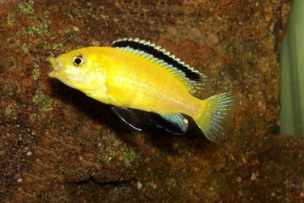 yellow african cichlids