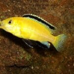 Electric Yellow Cichlid 101: Care, Diet, Tank Size, Tank Mates, & More