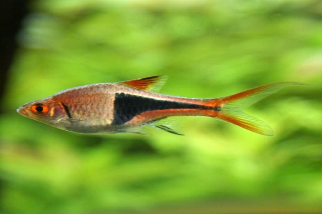 harlequin-rasbora-101-care-diet-tank-size-tank-mates-more