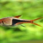 Harlequin Rasbora Swimming