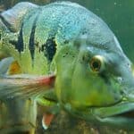 Peacock Bass 101: Care, Diet, Tank Size, Tank Mates, & More