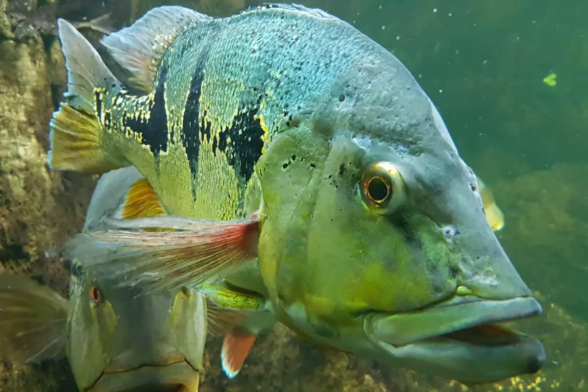 Peacock bass shop aquarium care