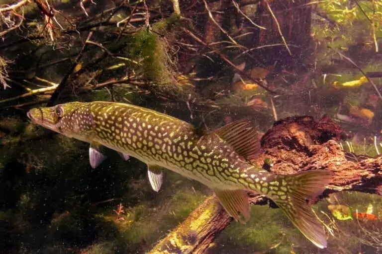 Pickerel 101: Care, Diet, Tank Size, Tank Mates, & More