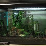 10 Gallon Fish Tank Setup: What You Need To Know