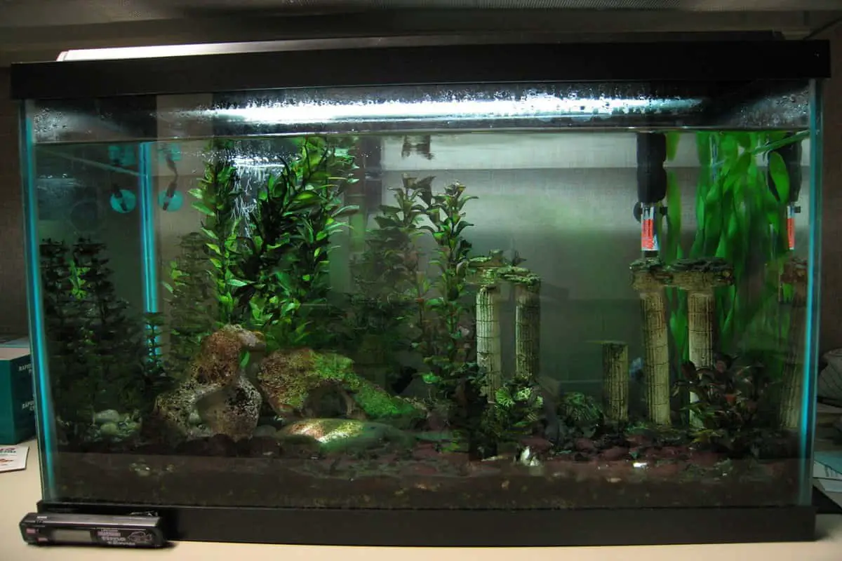 10 Gallon Fish Tank Setup: What You Need To Know - Aquarium Part