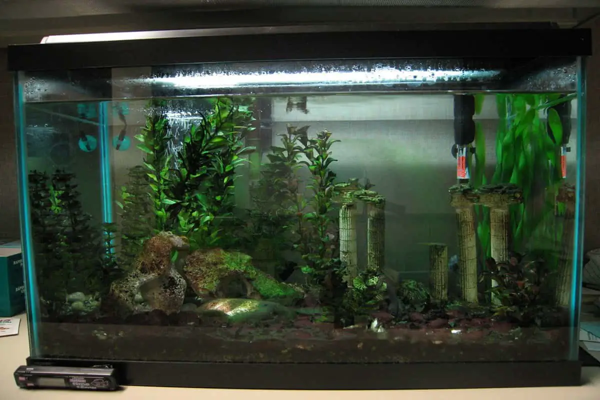 10 Gallon Fish Tank Setup What You Need To Know Aquarium Part