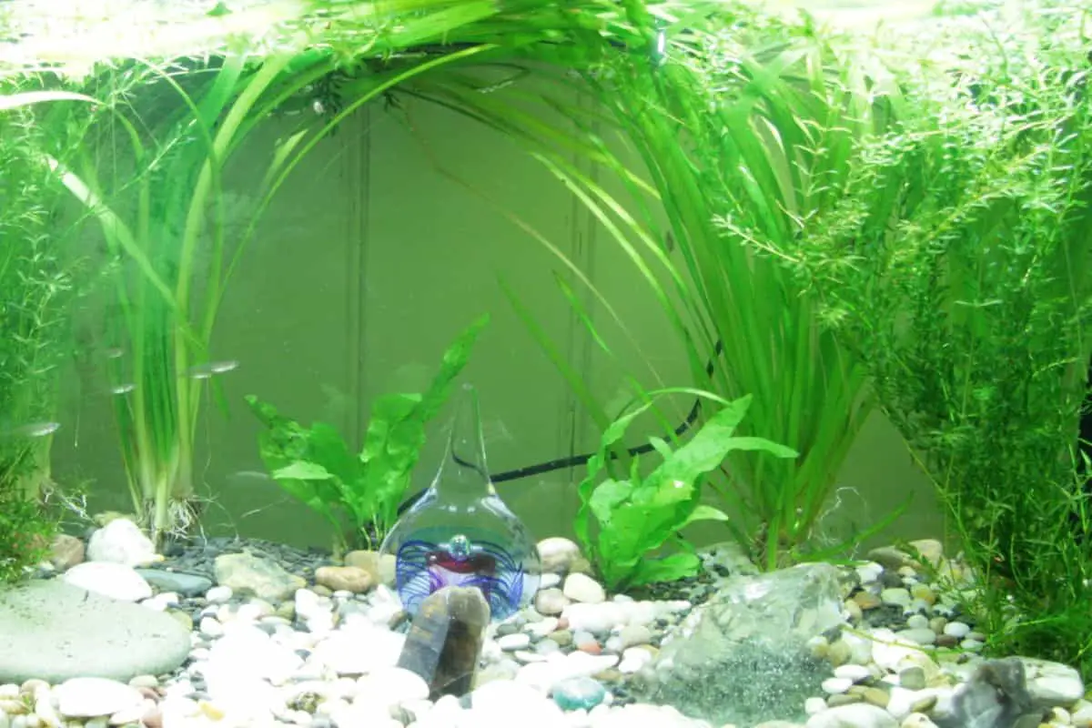 Best fish for 10 gallon outlet tank