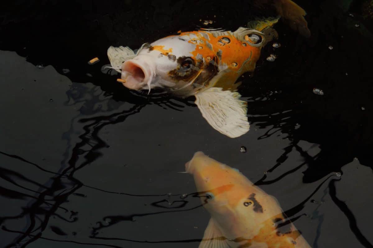 How Long Can Fish Go Without Food? The Scoop on Fish Nutrition - Aquarium  Part